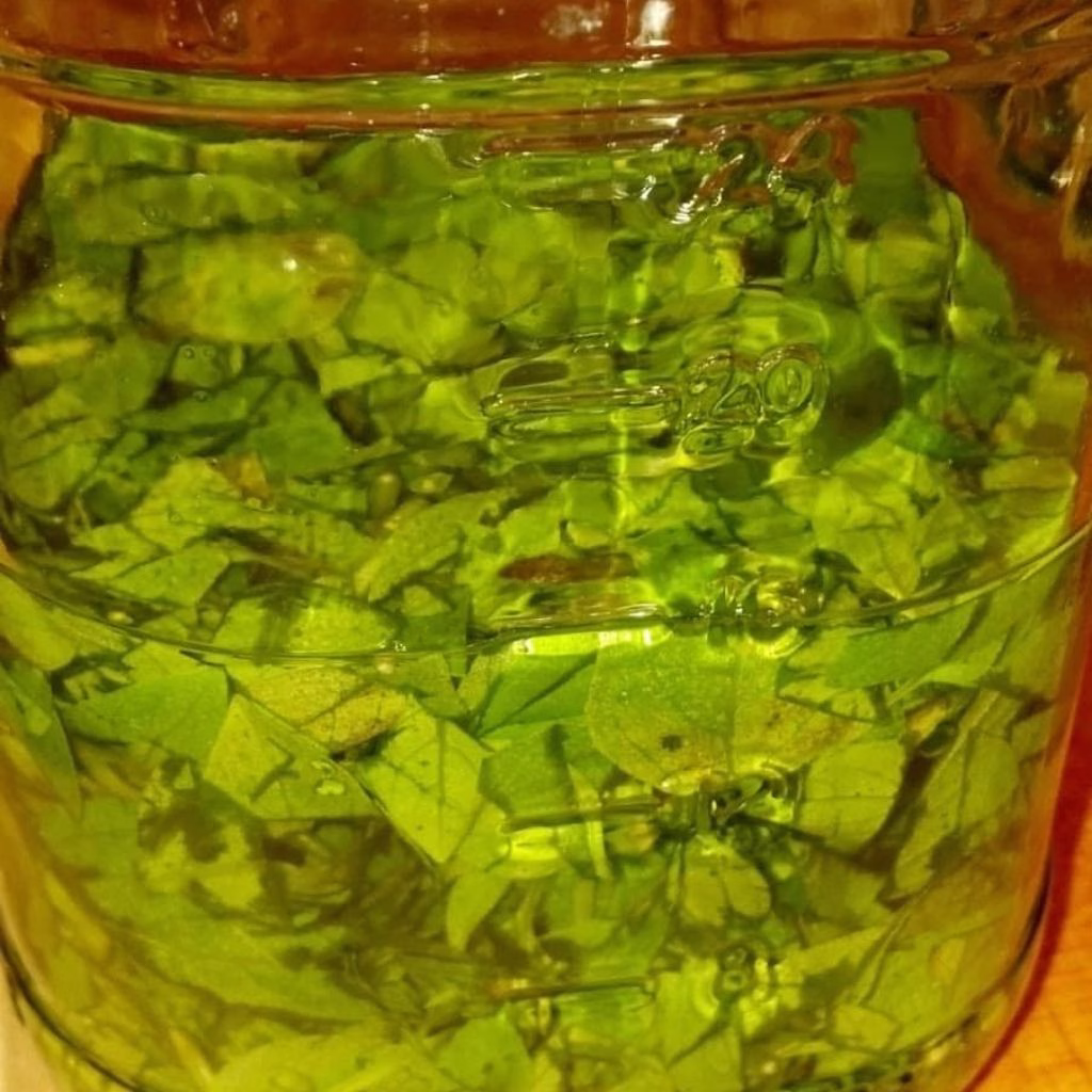 Fresh Basil Medicinal Tincture